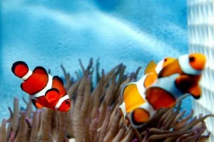 Nemo fish