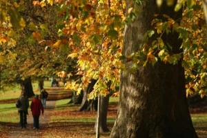 Walking in the woods