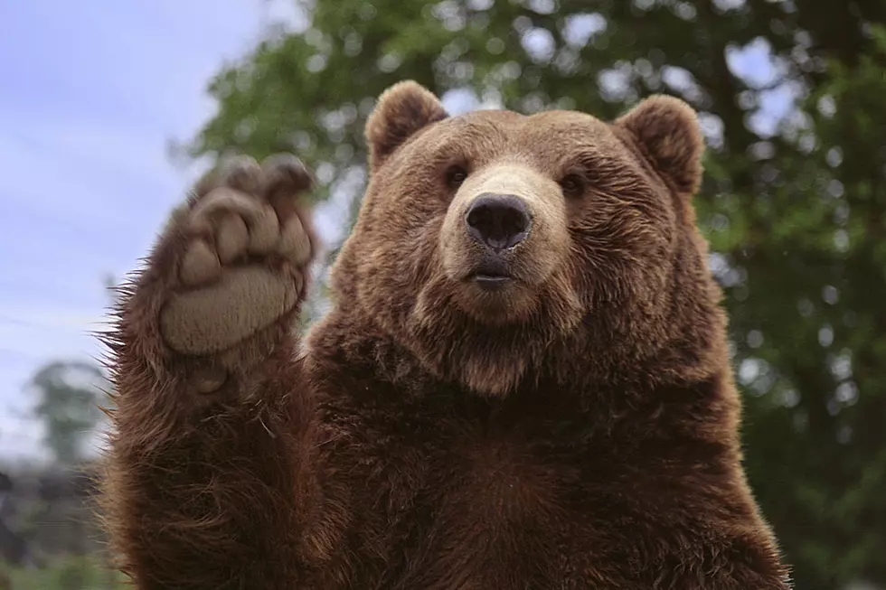 Bonehead With No Fear Chastises Dumpster-Diving Bear