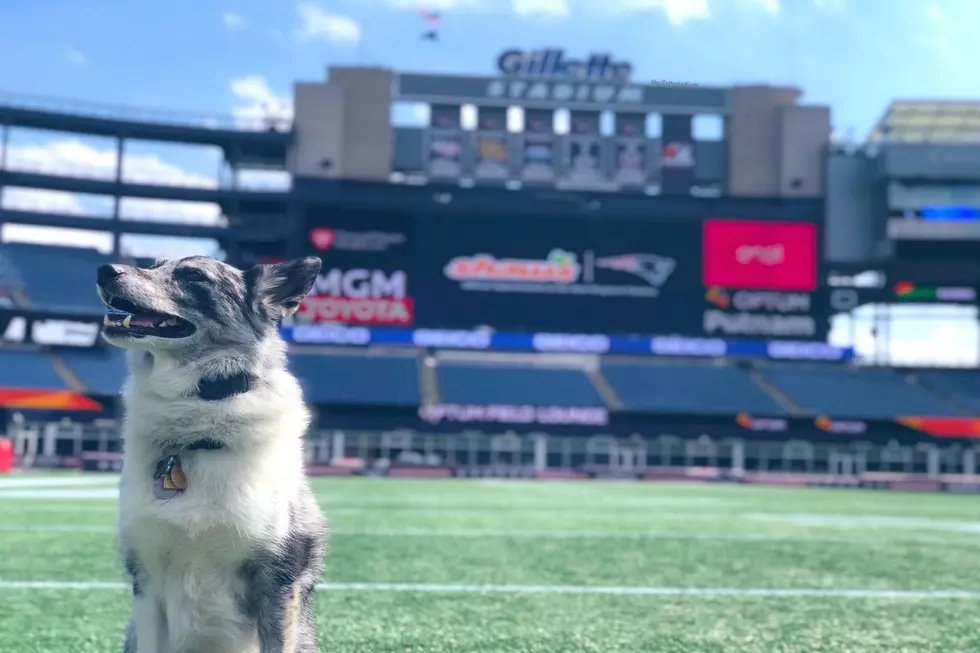 The Patriots Have Another New Team Member