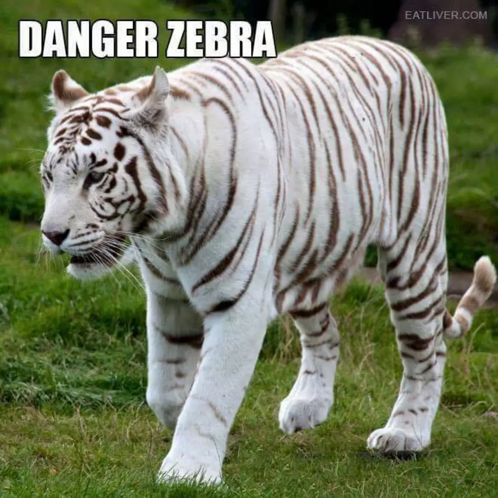 MYSTERY SOLVED: Why Do Zebras Have Stripes?