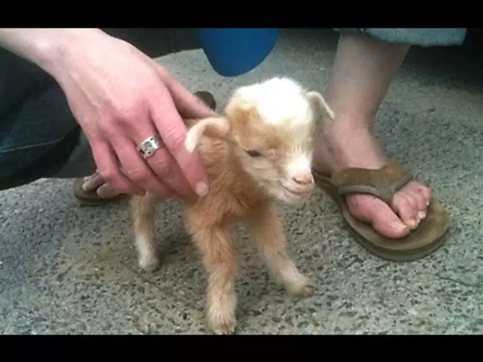 How To Distract Renee? Baby-Goat Videos