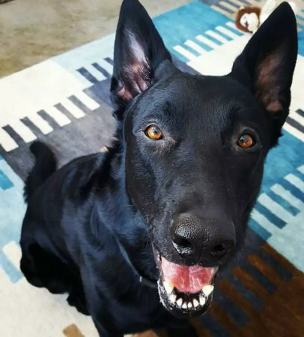 Unless This German Shepherd Finds A Home, He’ll Be Put Down… Can You Help?