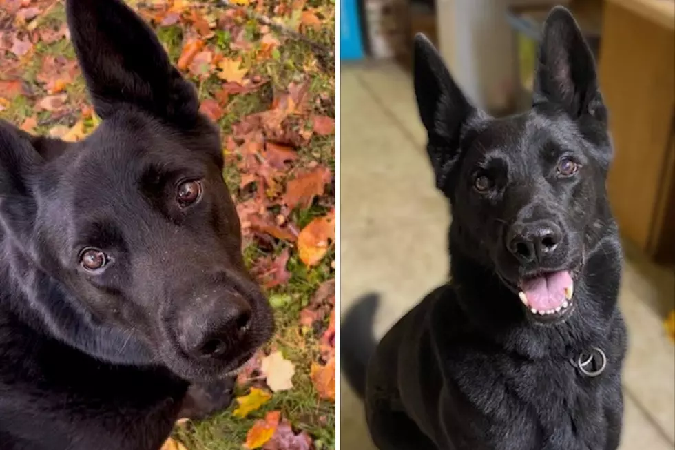 After A Decade of Service, A Dedicated Maine Police Dog Sadly Had to be Put Down