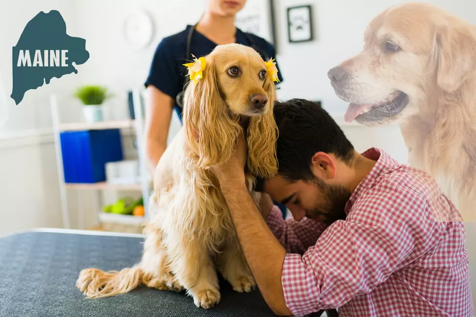 Do These Pics Show a Recently Passed Maine Pup Watching Over His Owner?