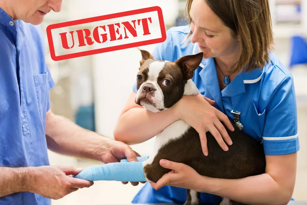 After Hours Urgent Vet Care Officially Opening in Augusta, Maine