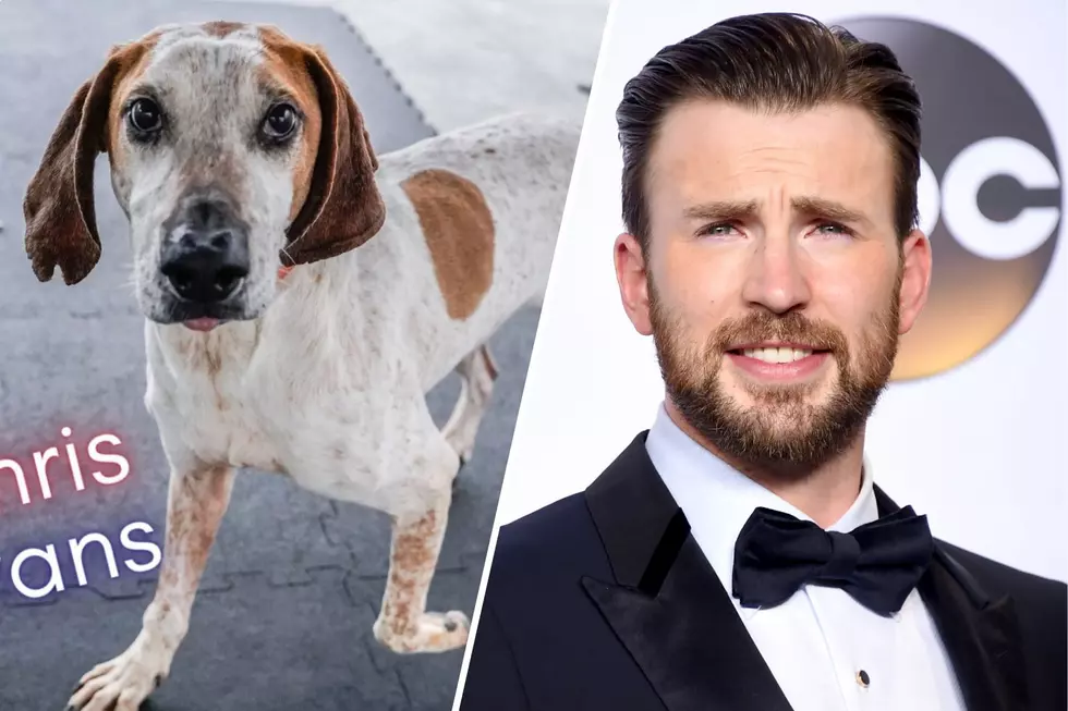Calling Captain America: Will Actor Chris Evans Adopt This Maine Dog Named Chris Evans?